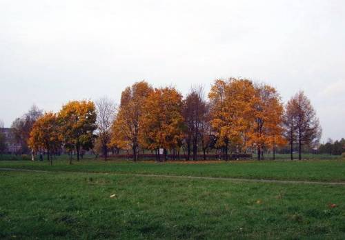 Отдельно стоящая группа деревьев