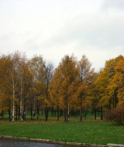 Осень. Золотая.