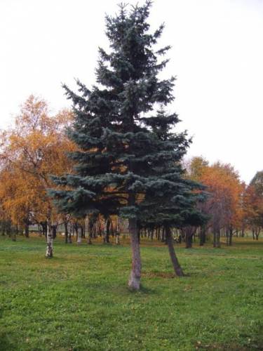 Елочка. Зимой и летом...
